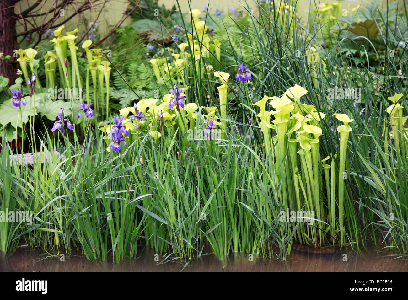 Iris reeds and Saracenia in a water garden Chelsea Flower Show 2009 ...