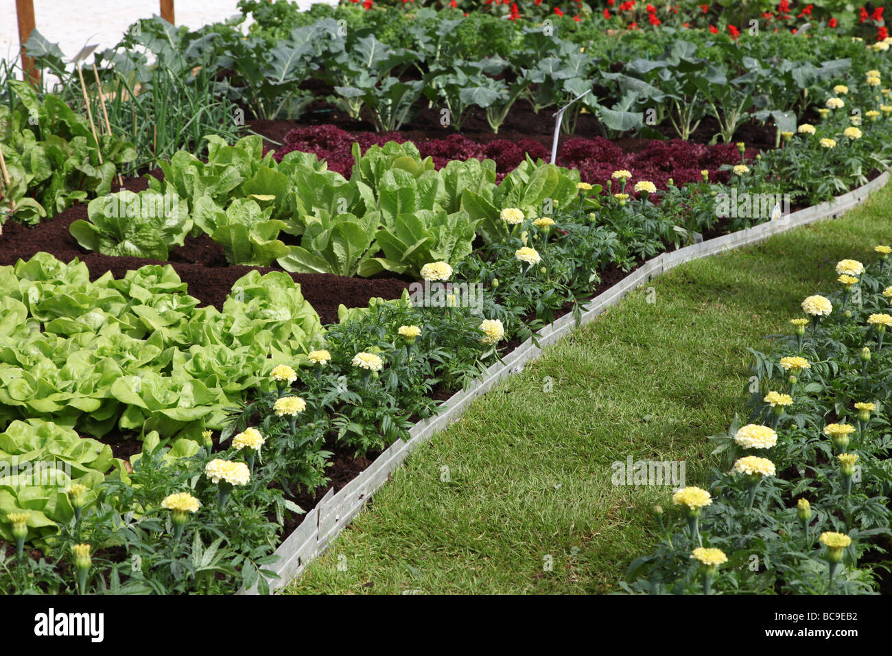Vegetable plot laid out as White House vegetable garden Bloom 2009 Stock Photo