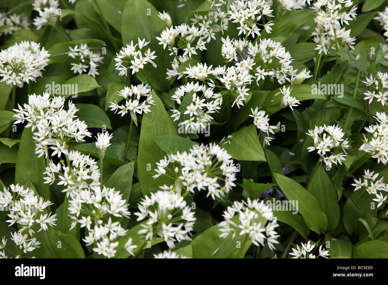 Wild garlic Allium oleraceum Stock Photo