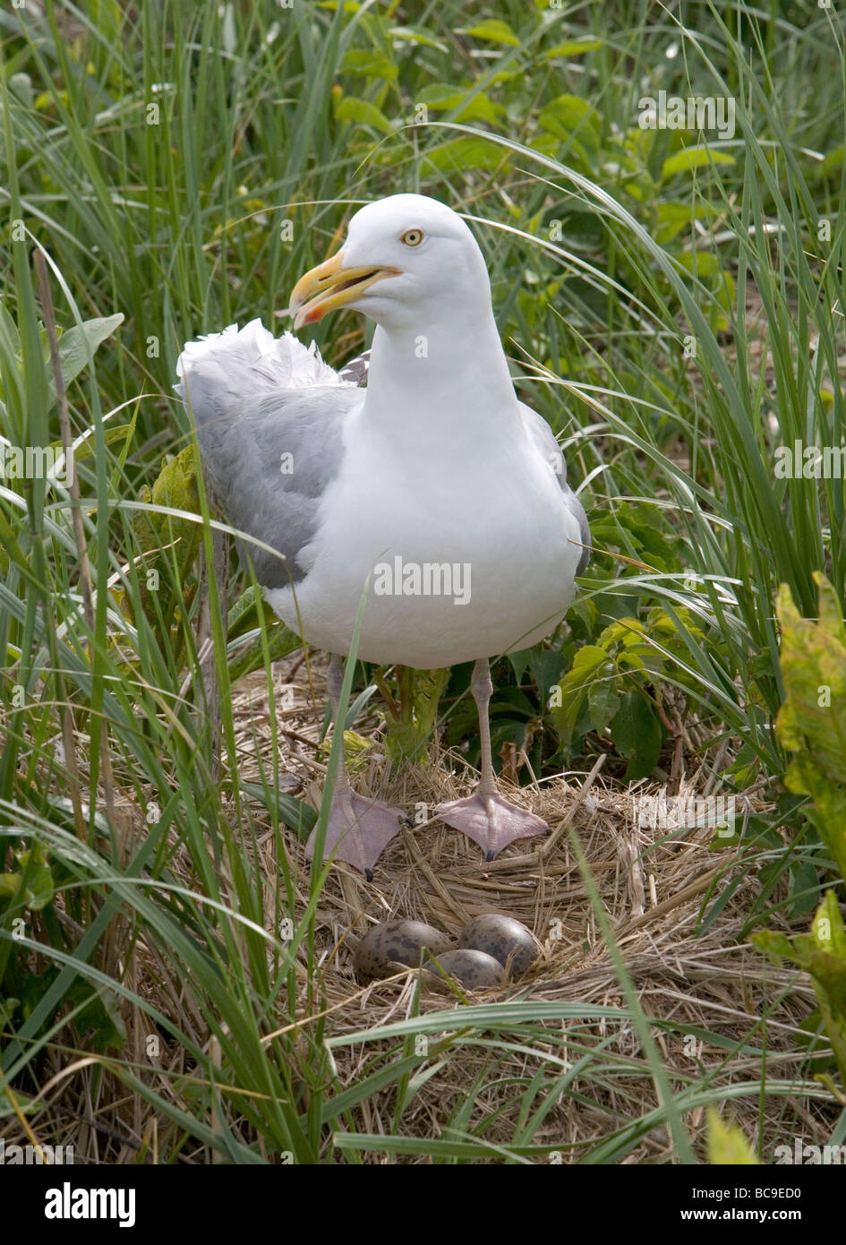 A herring gull stands guard over its nest and clutch of three eggs Stock Photo