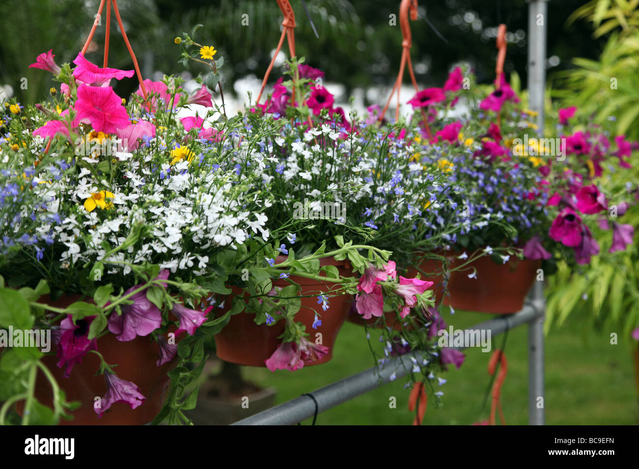 Hanging baskets hires stock photography and images Alamy
