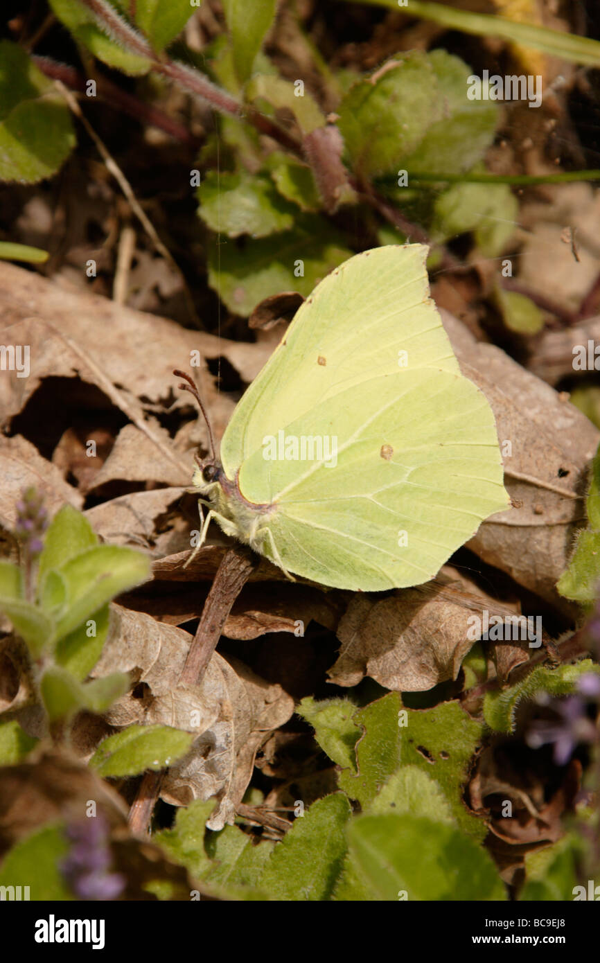 Brimstone butterfly Gonepteryx rhamni Pieridae male basking in spring sunshine UK Stock Photo