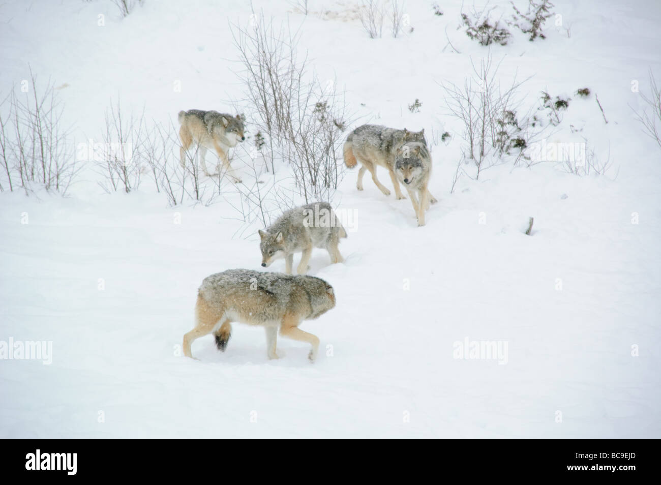 Wolf pack in Geilo wild nature farm, Norway Stock Photo