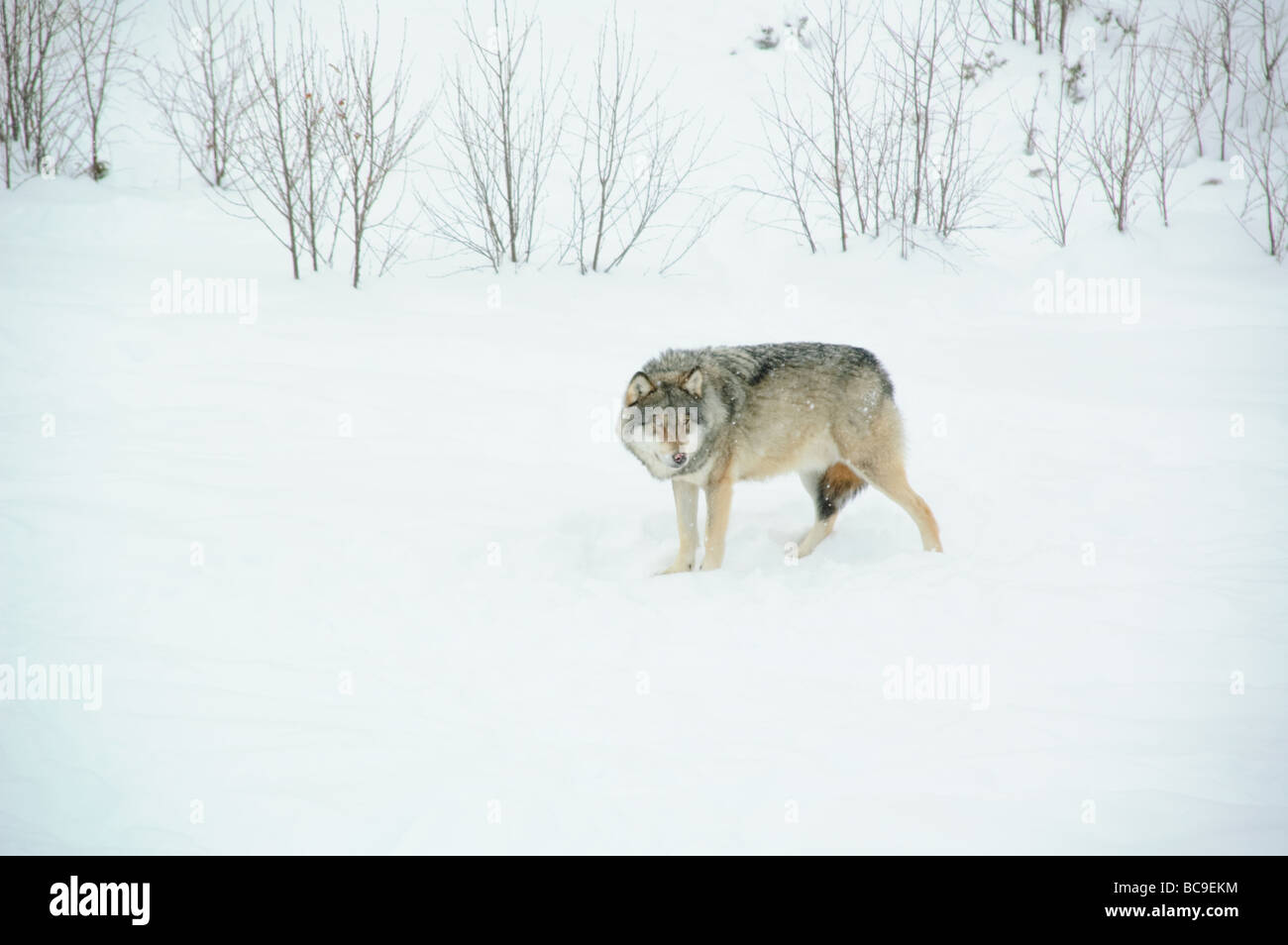 Wolf pack in Geilo wild nature farm, Norway Stock Photo