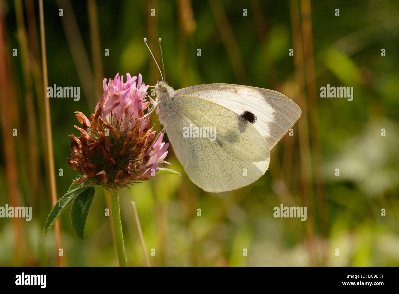 Large white butterfly Pieris brassicae Pieridae on red clover UK Stock Photo