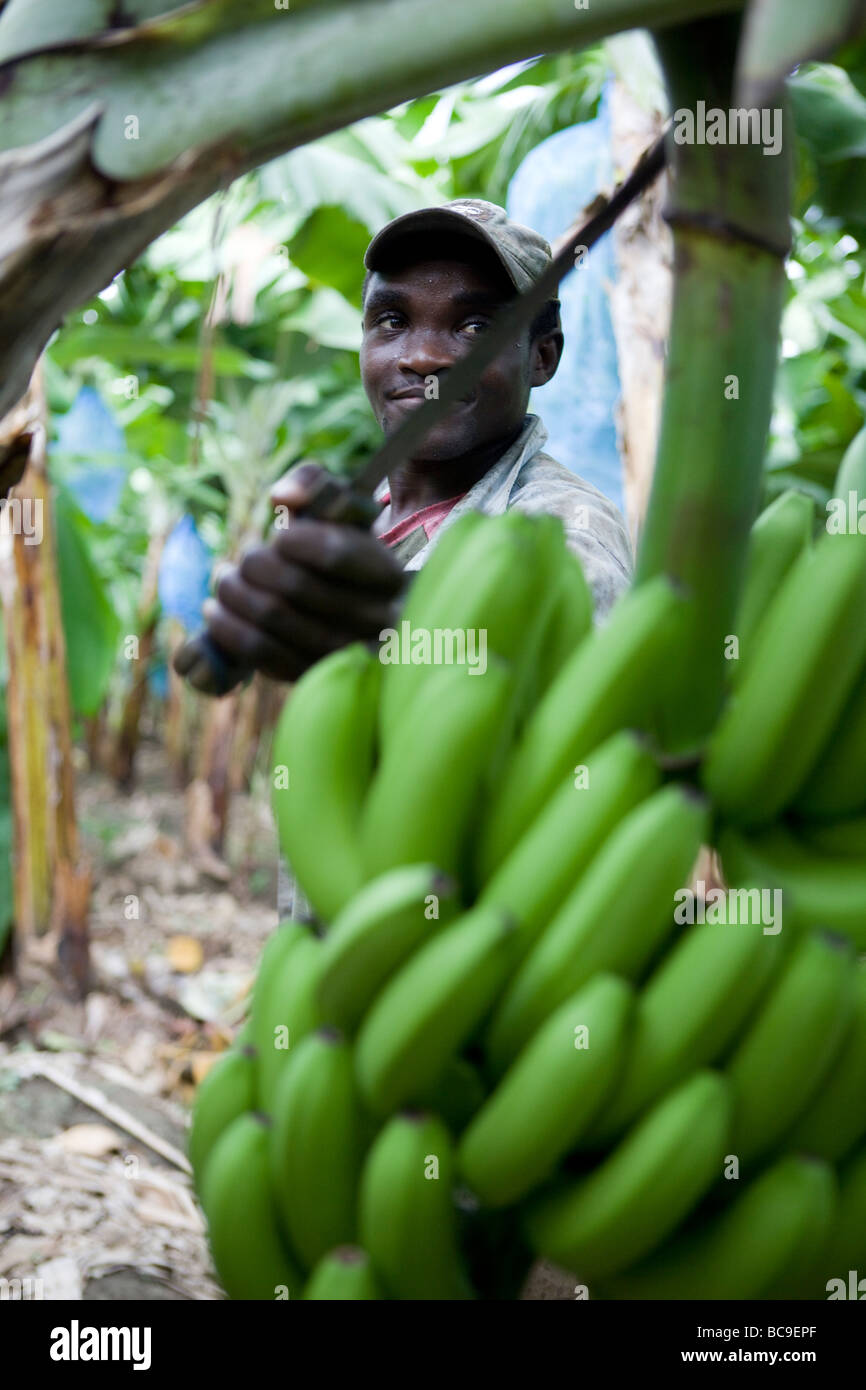 Fairtrade banana farmer, Dominican Republic Stock Photo