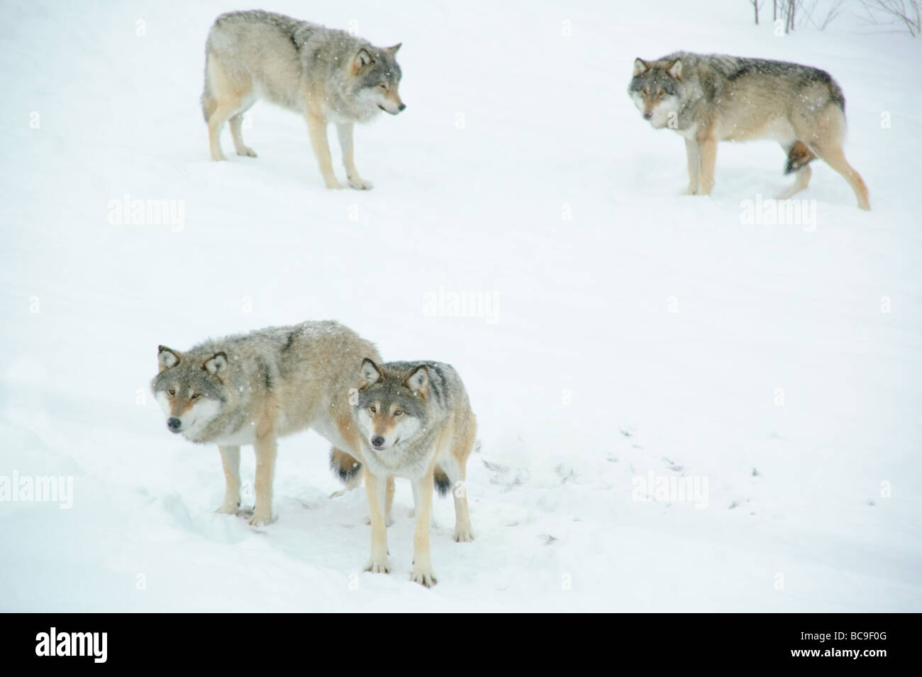 Wolf pack in Geilo wild nature farm, Norway Stock Photo