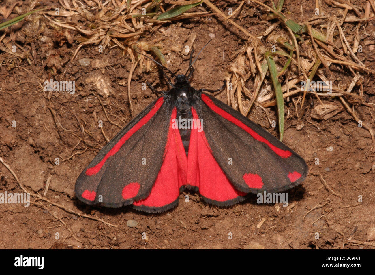 Cinnabar Moth Tyria Jacobaeae Hi res Stock Photography And Images Alamy Cinnabar Moth Tyria Jacobaeae Hi res Stock Photography And Images Alamy