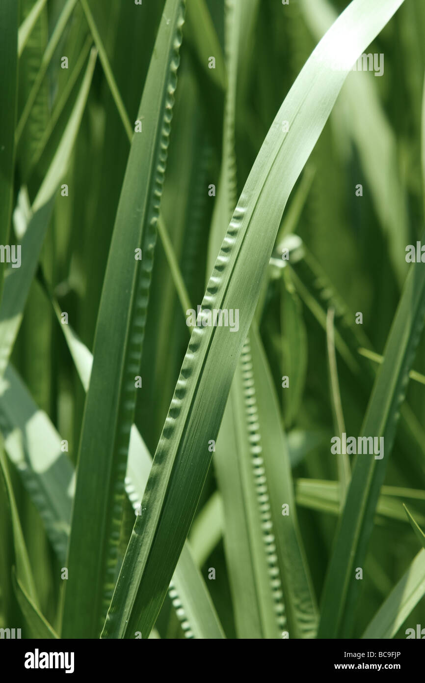 Green grass - darker desaturated Stock Photo