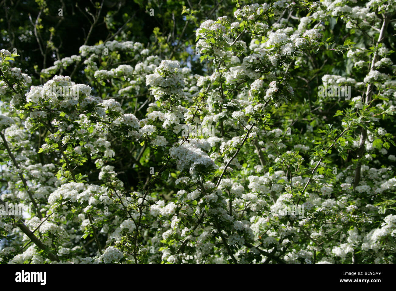 Common Hawthorn Tree in Flower, Crataegus monogyna, Rosaceae Stock Photo