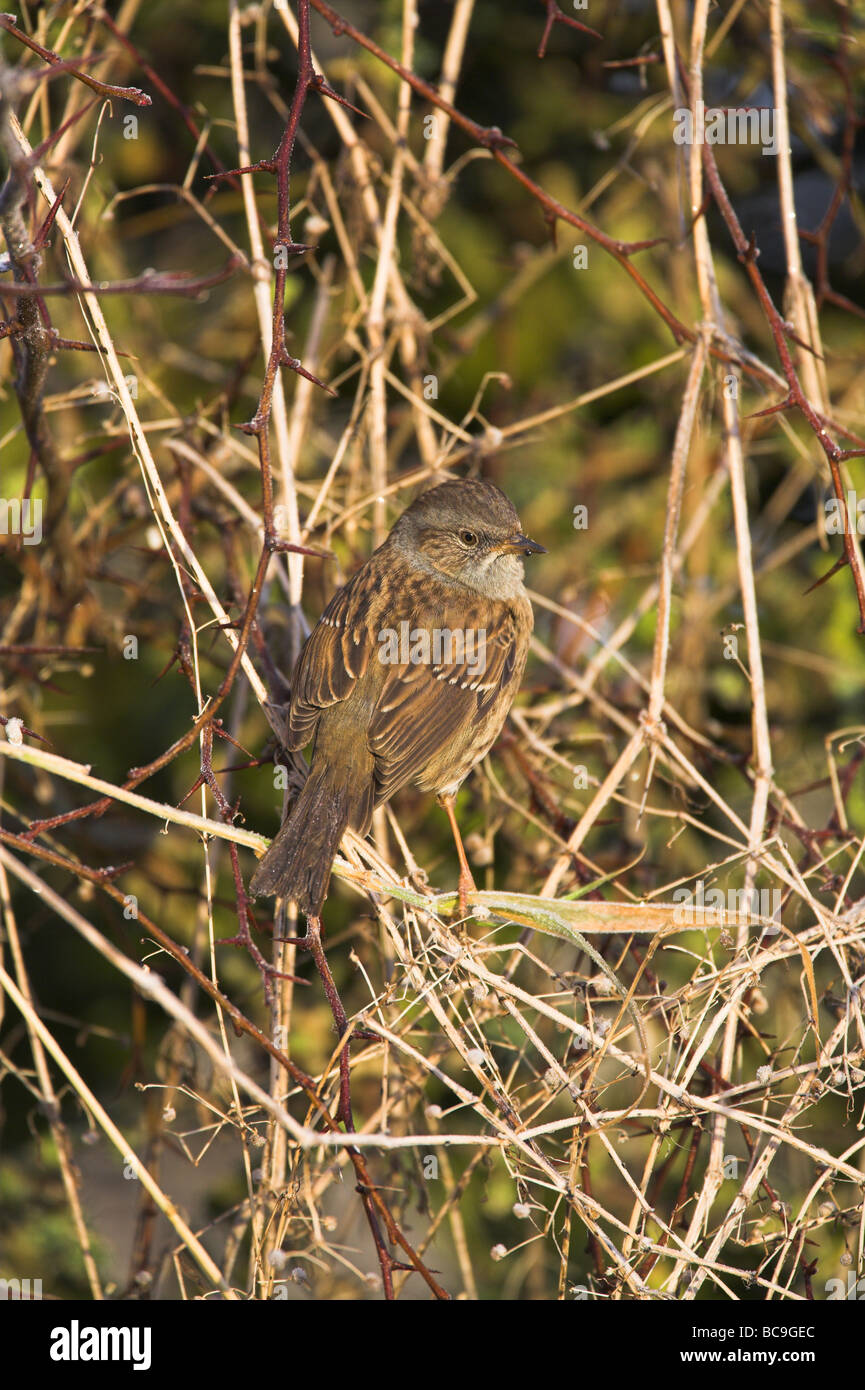 Dunnock Prunella modularis perched in hedgerow at Caerlaverock, Dumfries & Galloway in December. Stock Photo