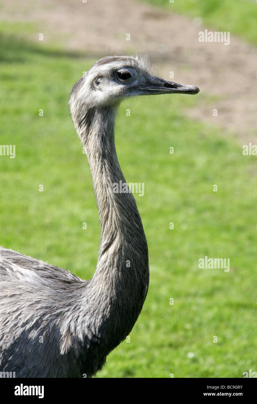 Greater Rhea, Rhea americana, Rheidae, Rheiformes, Paleognathae, Ratite
