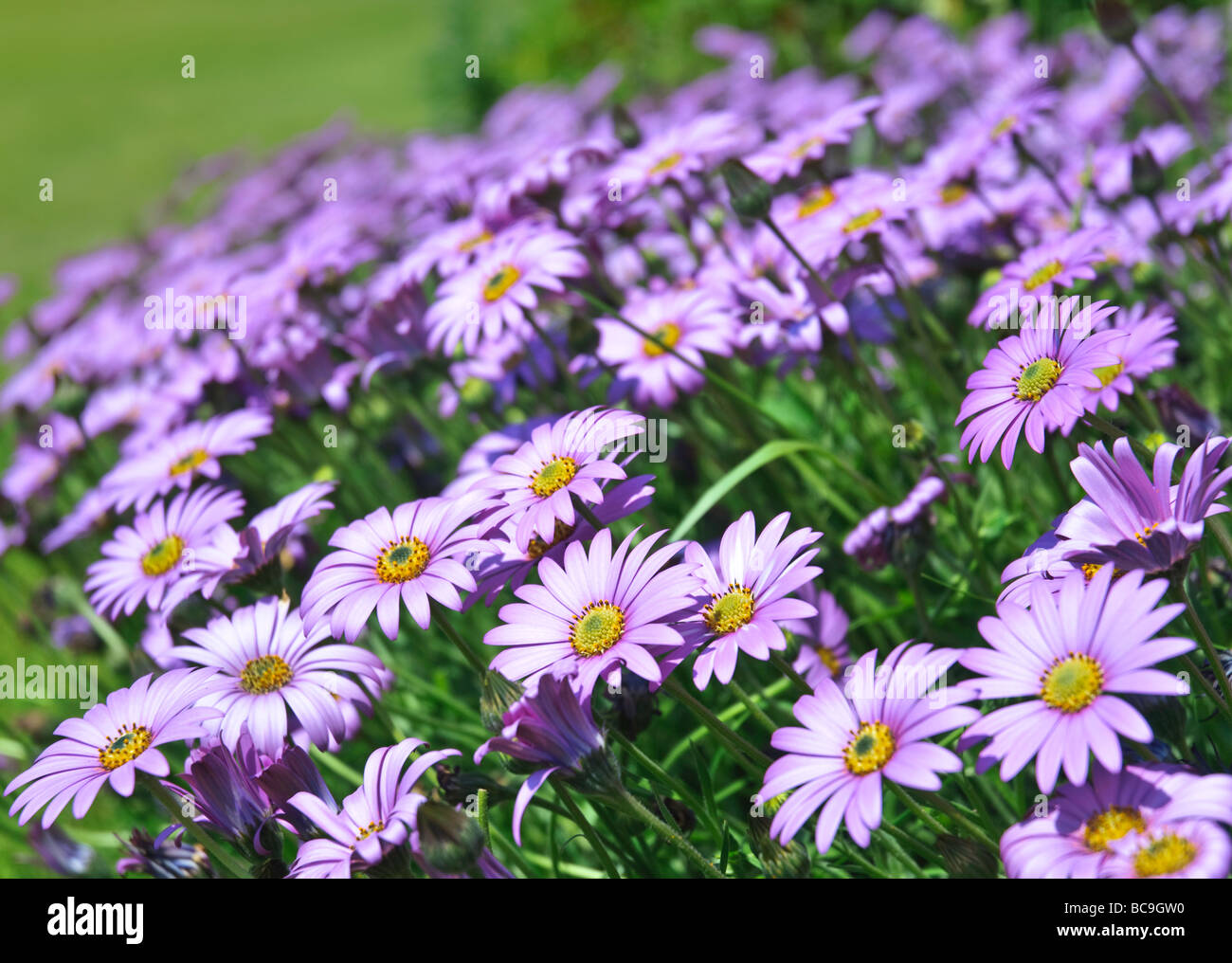 A bed of Osteospermum, also known as African Daisies, compete for the attention of the afternoon sun. Stock Photo
