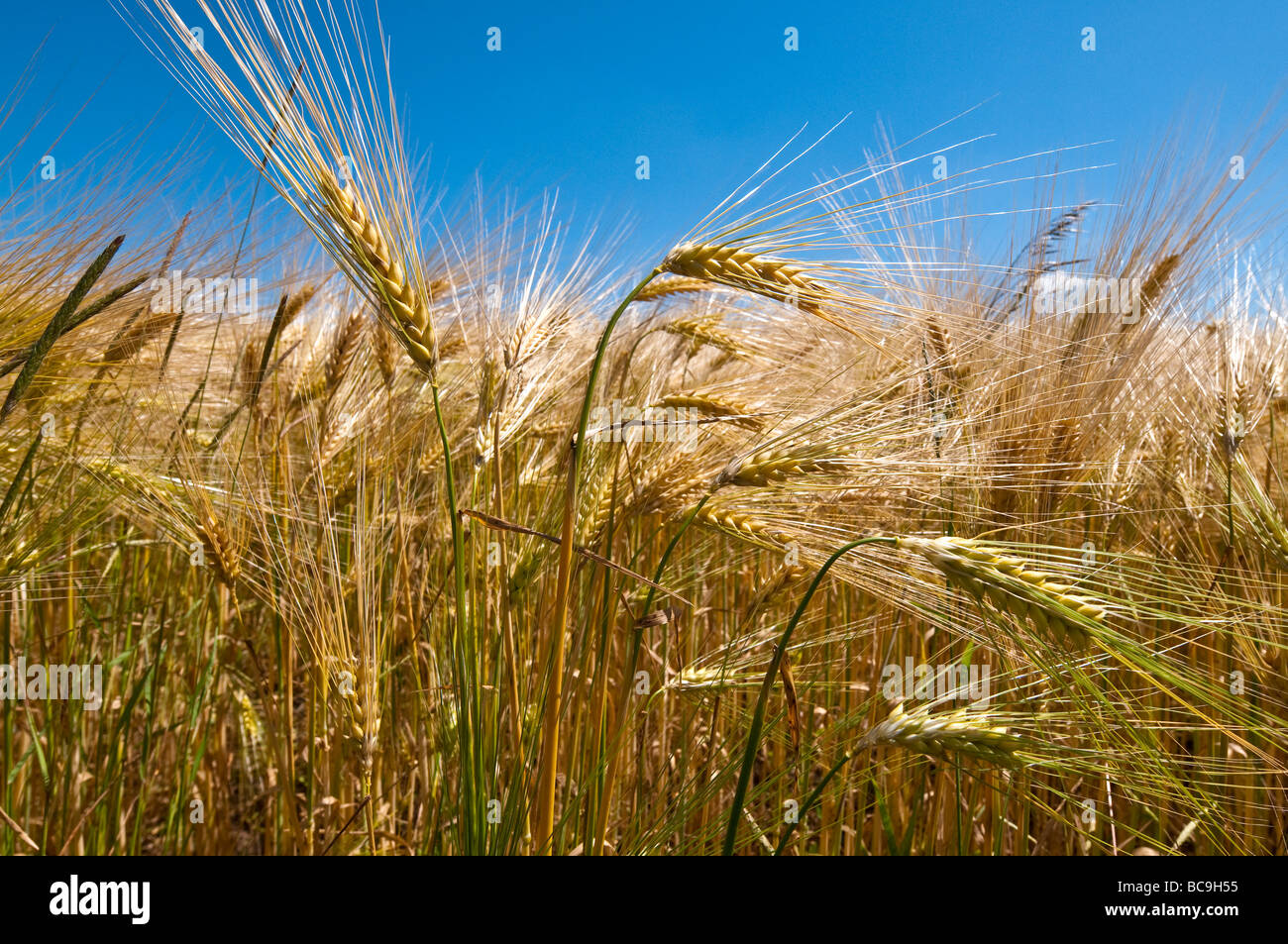 Ripening barley - Indre-et-Loire, France Stock Photo - Alamy