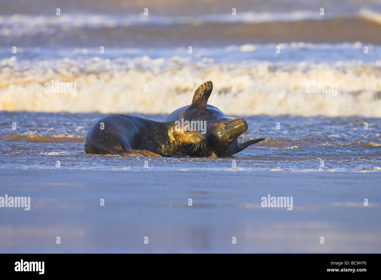 Grey Seal Halichoerus grypus youngsters playing in sea at Donna Nook, Lincolnshire in November. Stock Photo