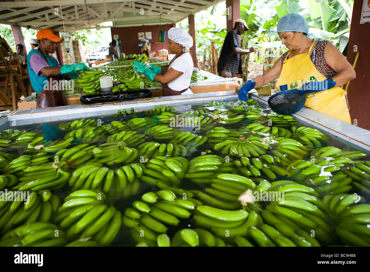 Fairtrade bananas, Dominican Republic