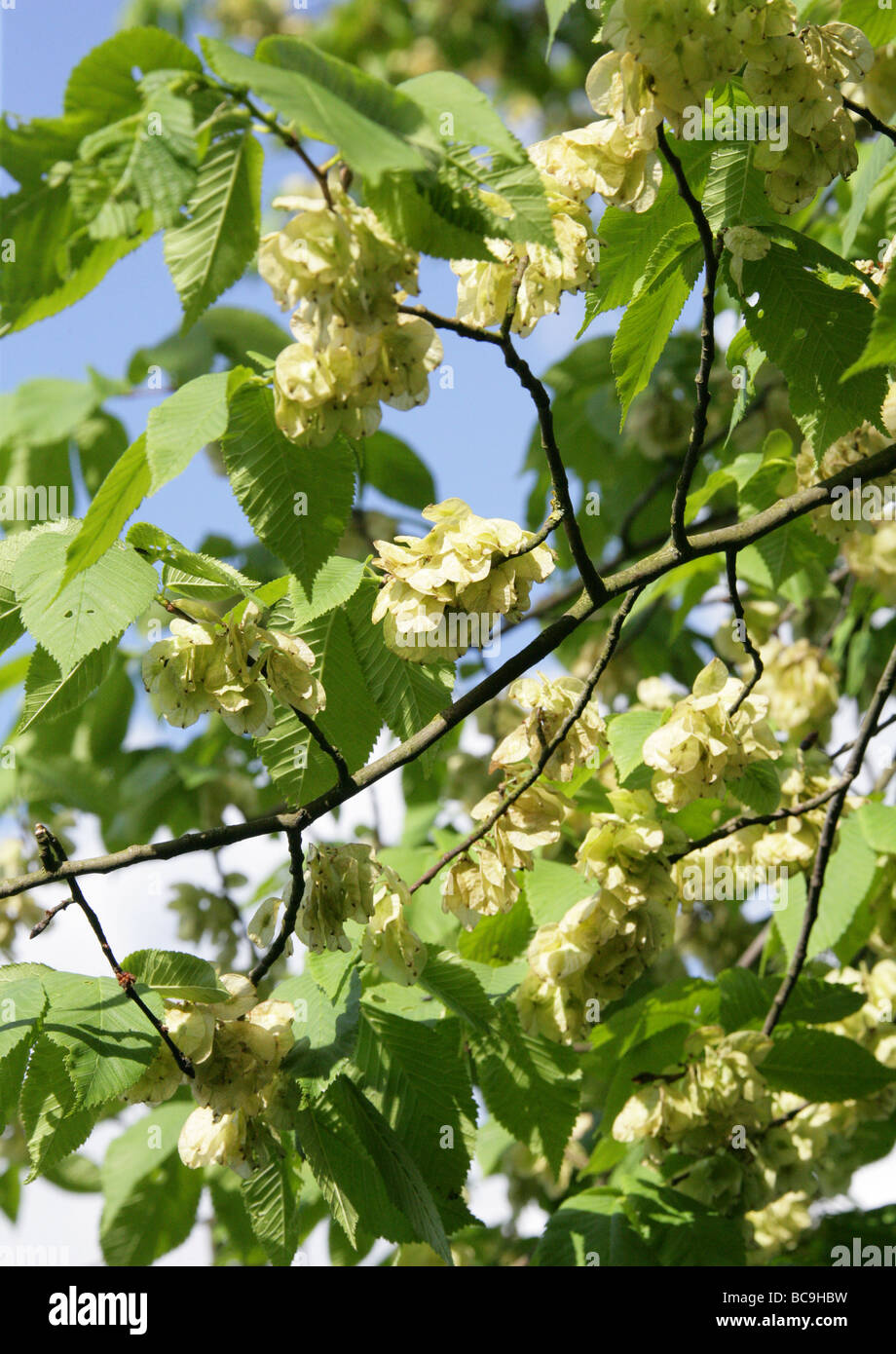 Wych Elm or Scots Elm Fruit or Seeds, Ulmus glabra, Ulmaceae Stock ...