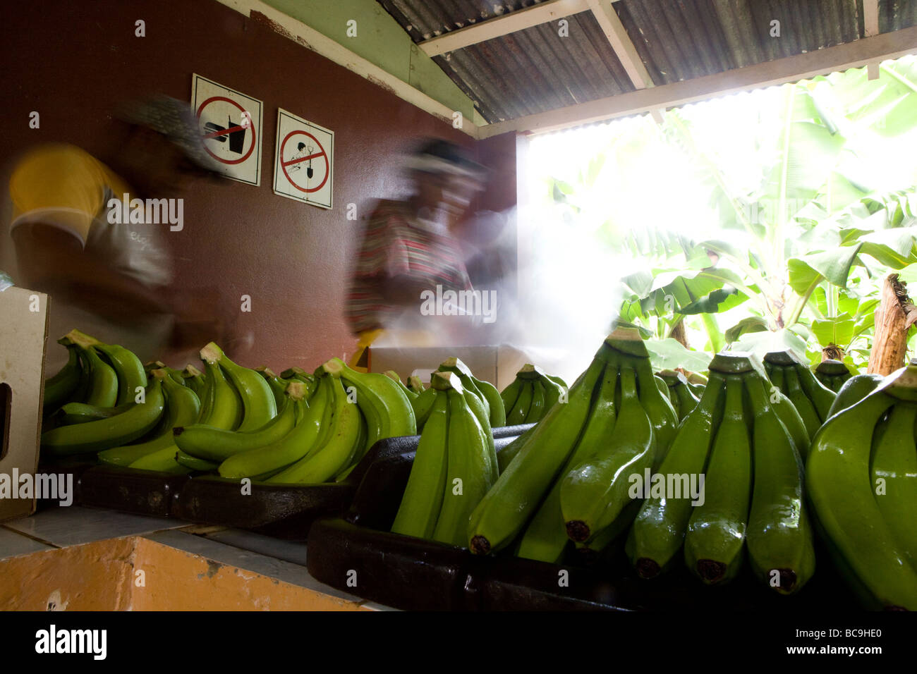 Fairtrade bananas, Dominican Republic Stock Photo Alamy