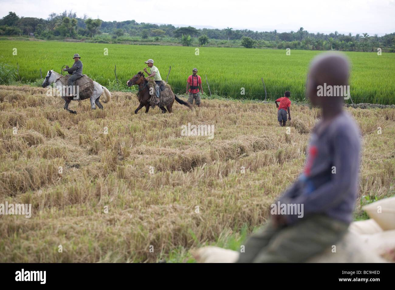 Young men and boys harvest a field, Dominican Republic Stock Photo