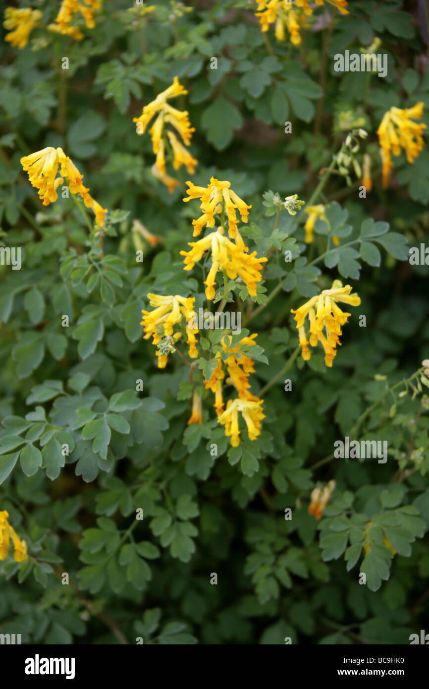 Yellow Corydalis, Corydalis lutea, Fumariaceae. UK Stock Photo