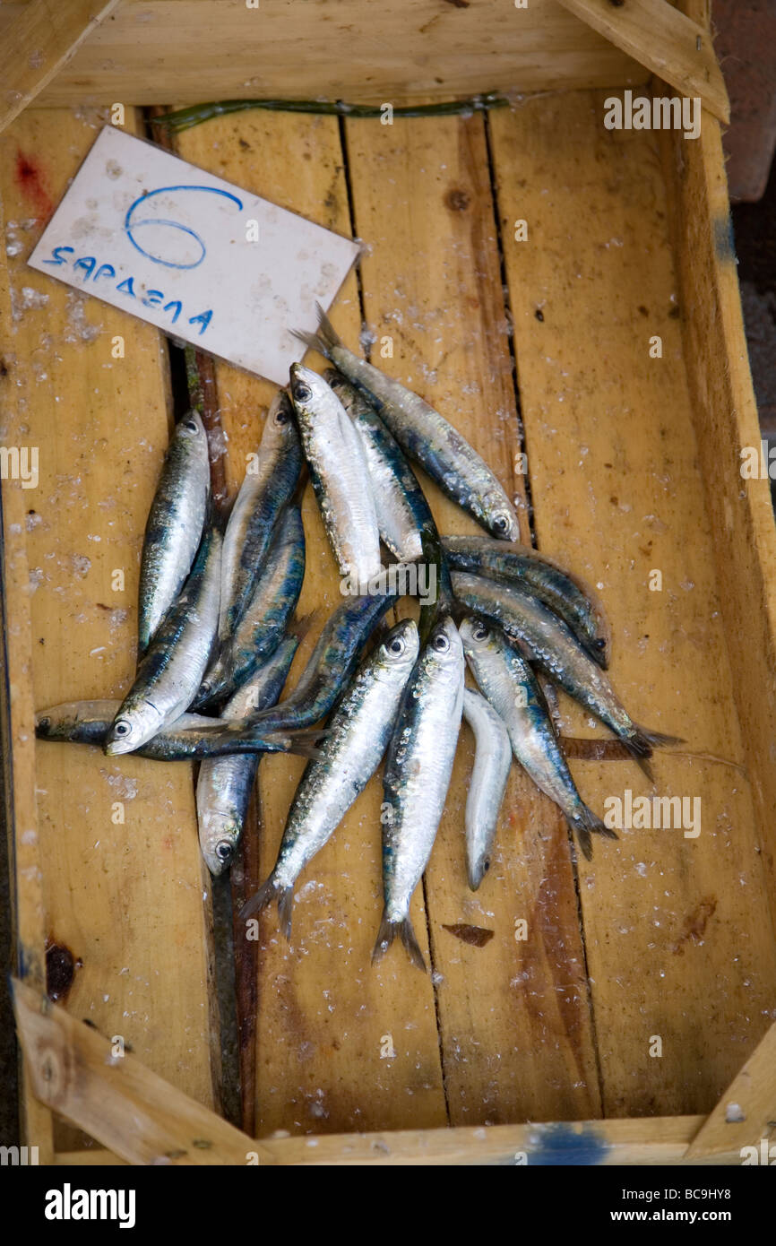 Small Greek Sardines For sale Stock Photo Alamy