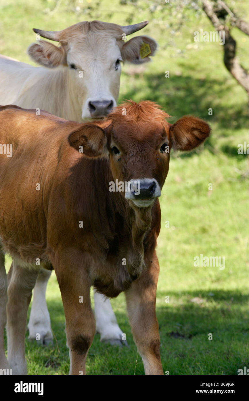 Calf young cattle cows brown white toward camera hires stock