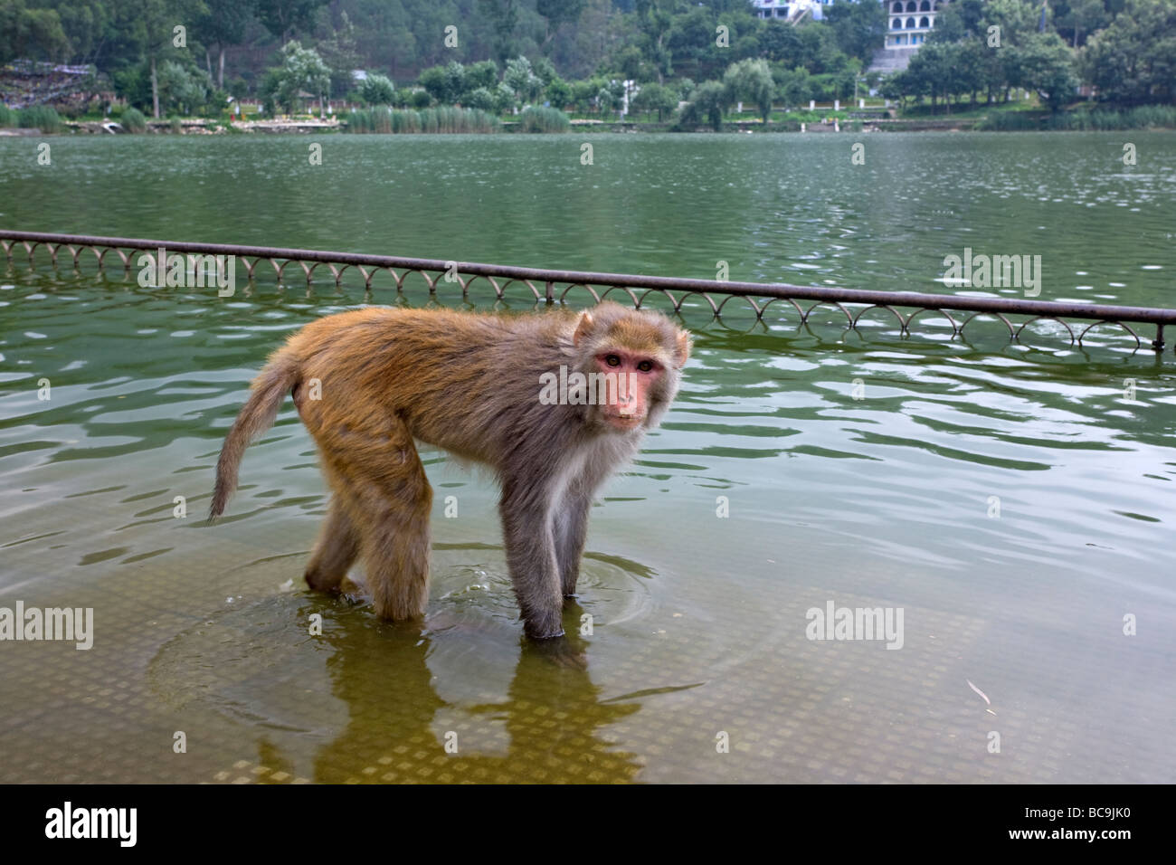 Monkey. Rewalsar Lake. India Stock Photo