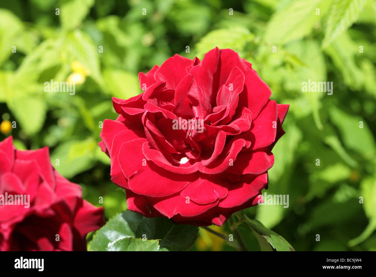 Climbing Rose variety Dublin Bay in a garden Cheshire England Stock