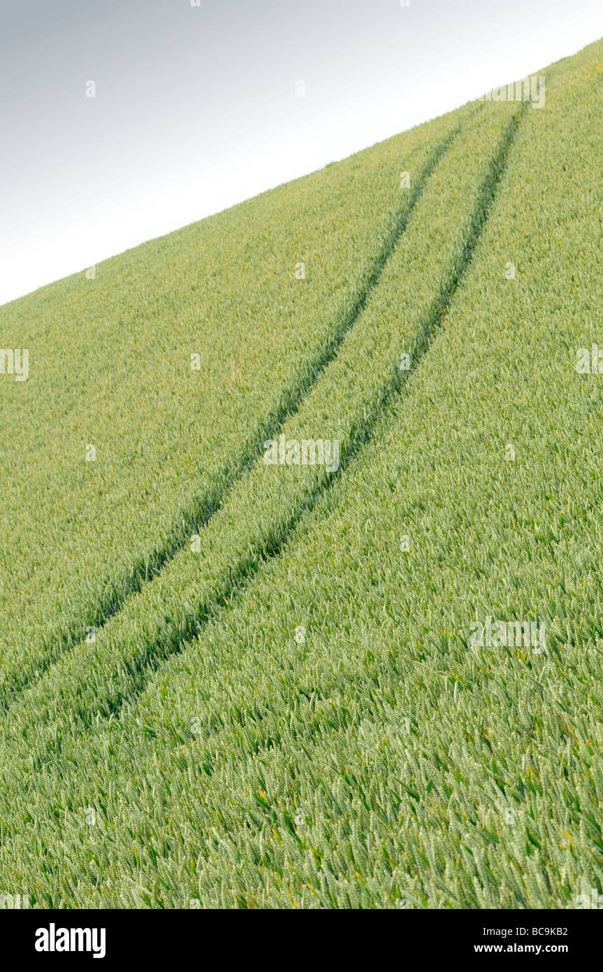Tractor trails through a field of wheat Stock Photo - Alamy