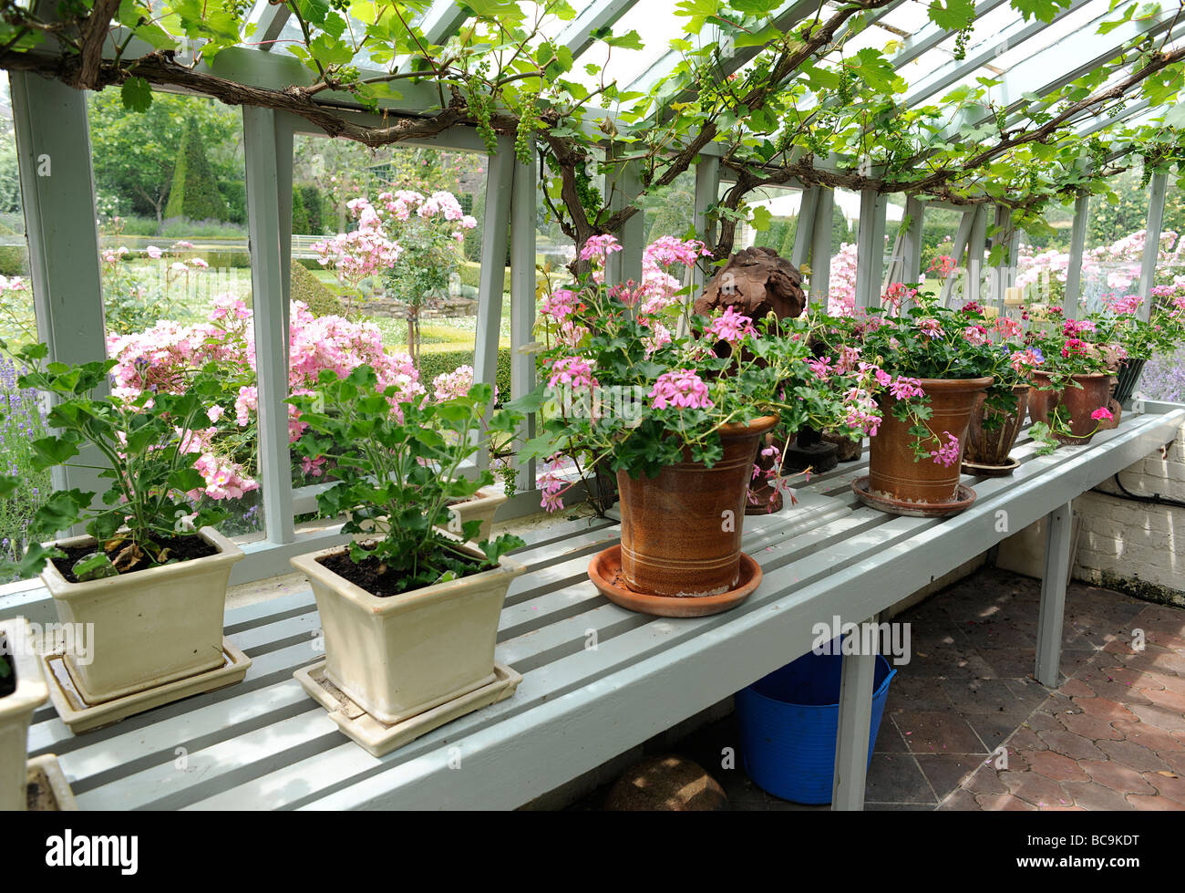 Greenhouse plants plant English Garden vines Stock Photo