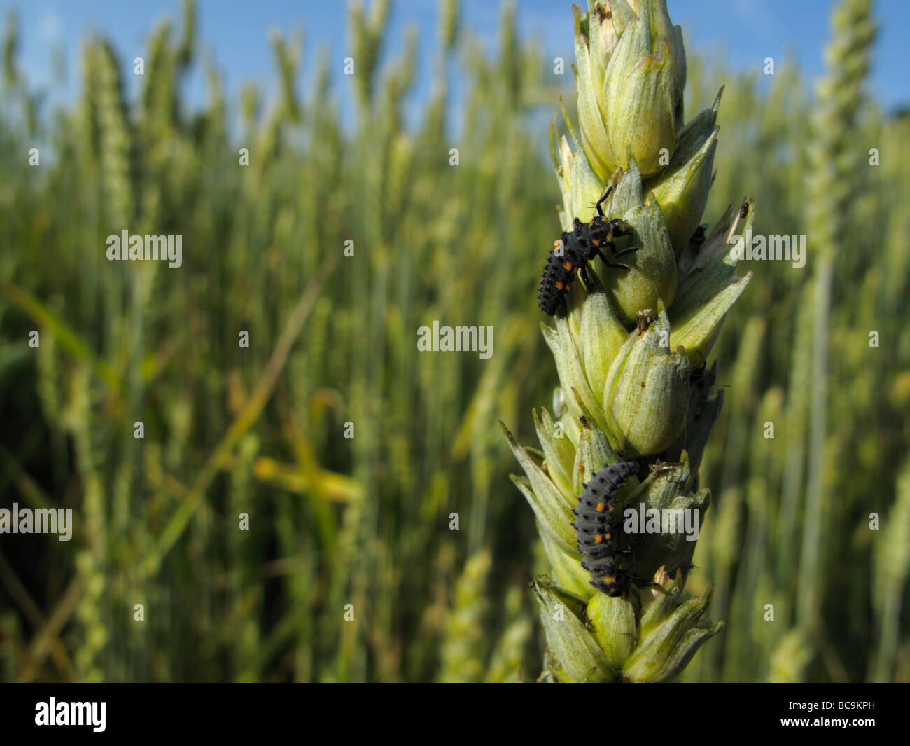 Ladybird larvae on a wheat (Triticum) spike in front of a field of rye. It's a beautiful summer day with blue skies. Stock Photo