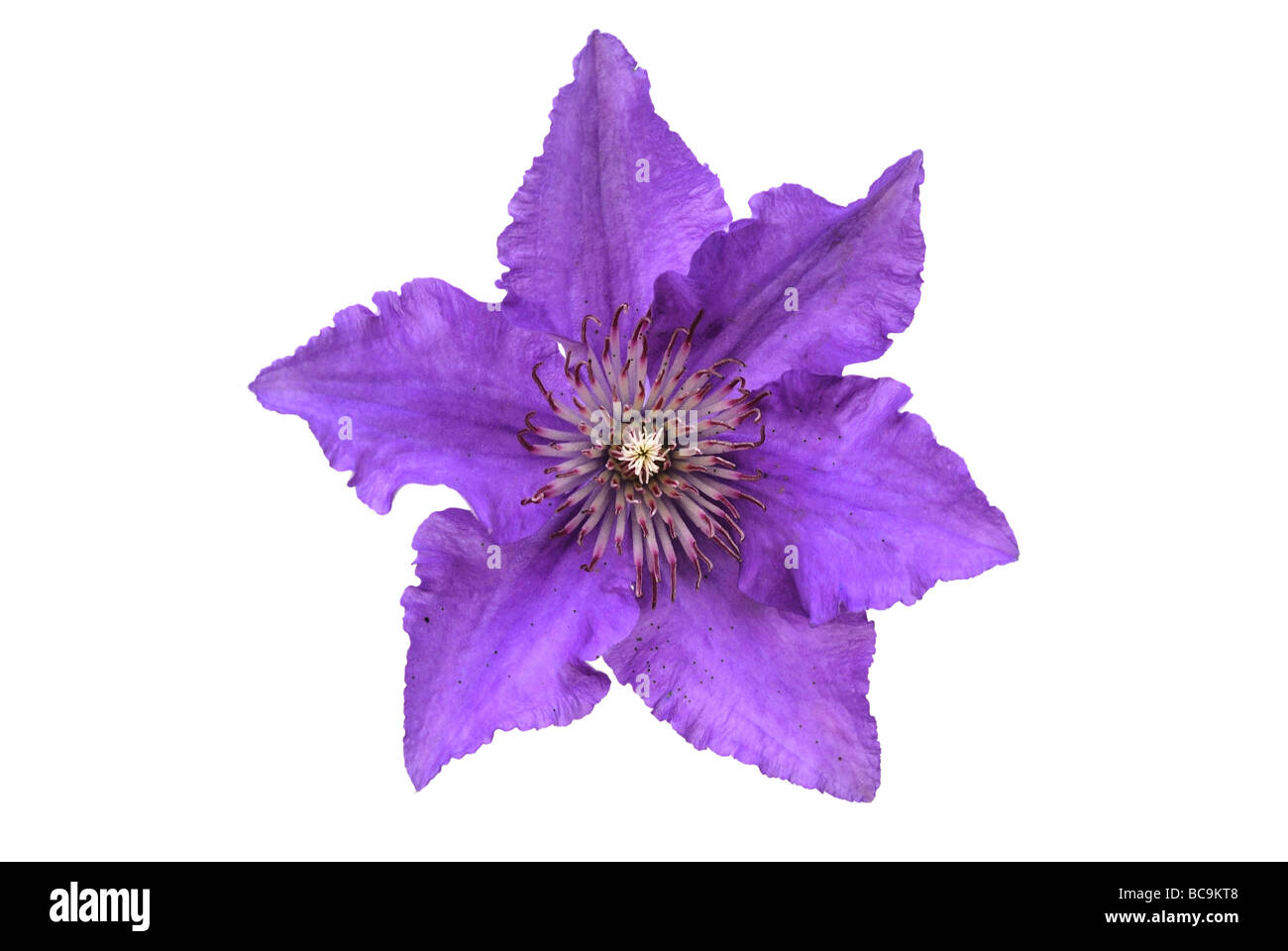 Blue clematis flower Stock Photo