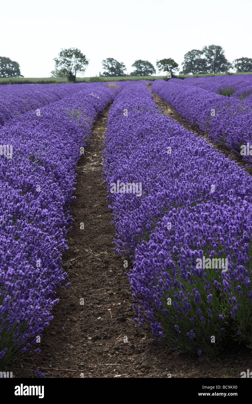 Close up of rows of Lavender planted in a field in Somerset, UK Stock Photo