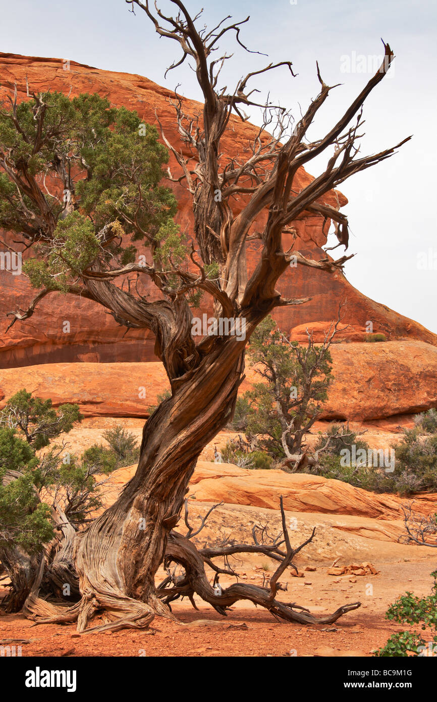Weathered dying Juniper tree Stock Photo Alamy
