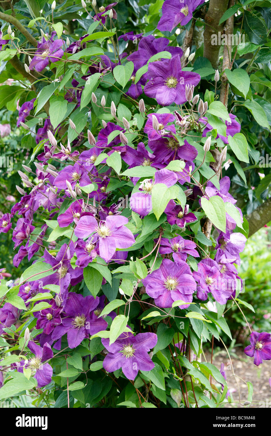 Clematis "Ville de Lyon" in full flower Stock Photo Alamy