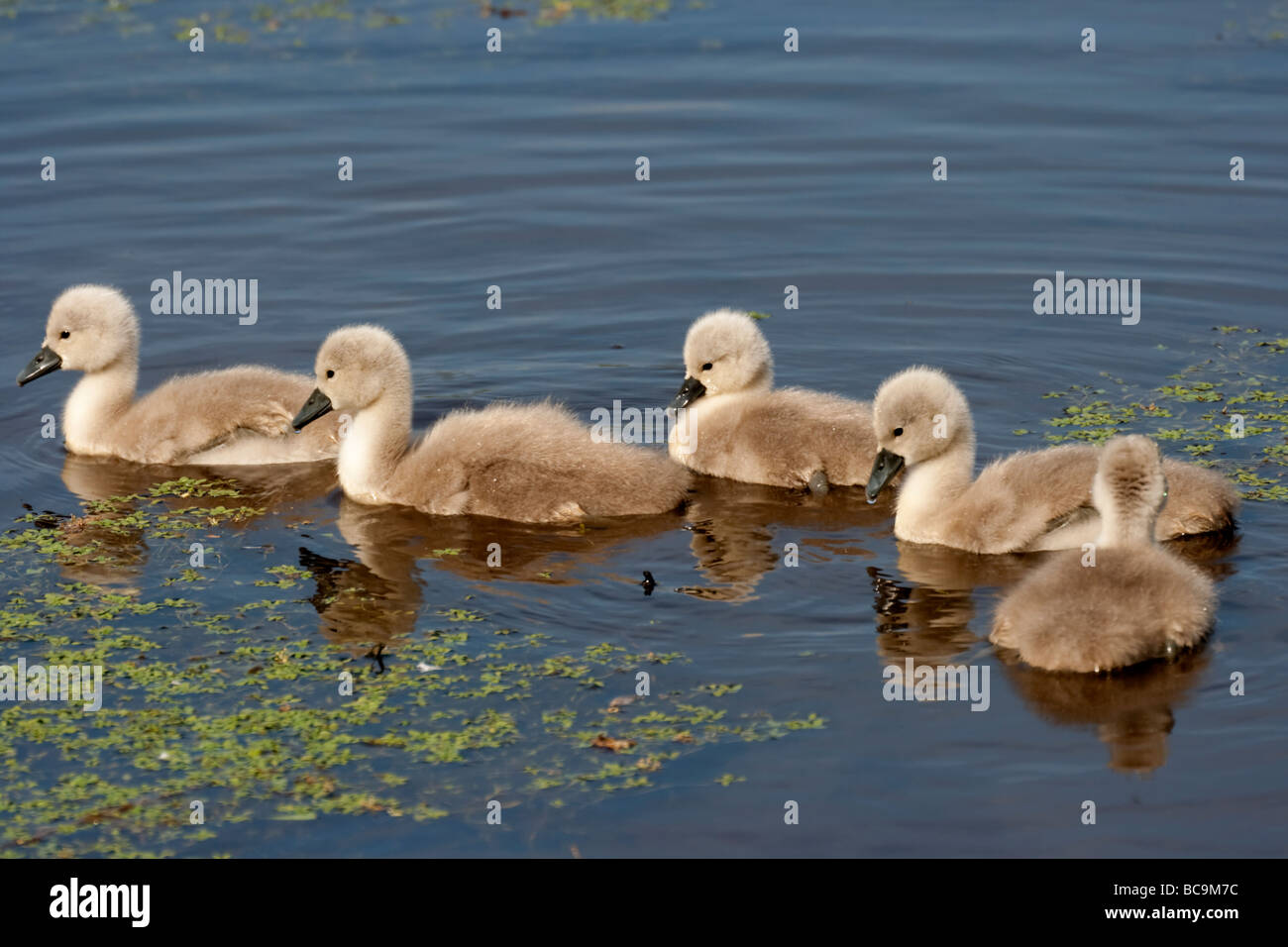 Five Cygnets on on a pond or lake Stock Photo
