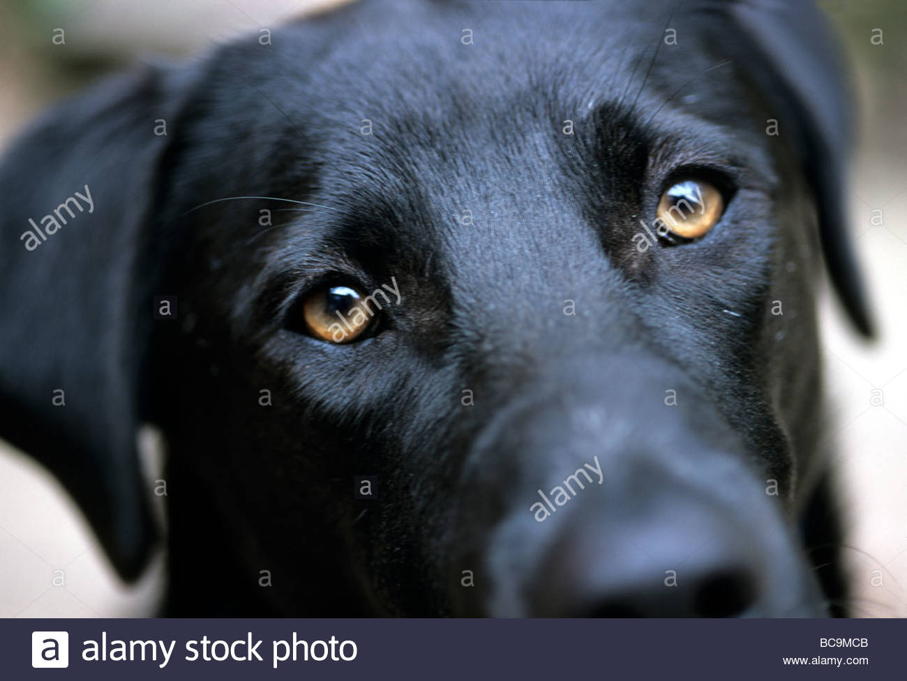 black lab face