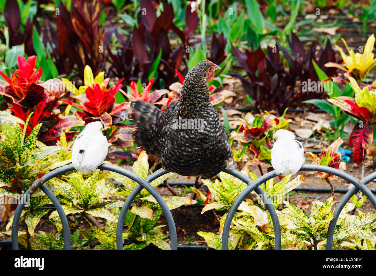 Free range hen with chicks sitting on fence in park in Spain Stock Photo