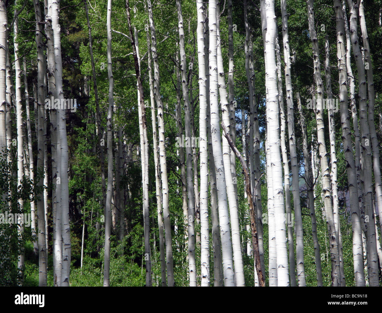 Aspen trees in Colorado mountains, USA Stock Photo