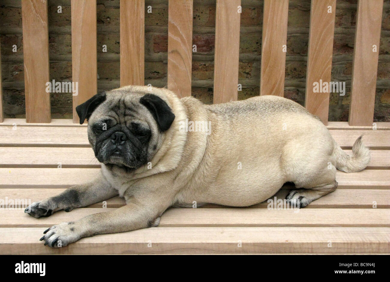 Pug lying on a bench, Chicago, Illinois, USA Stock Photo