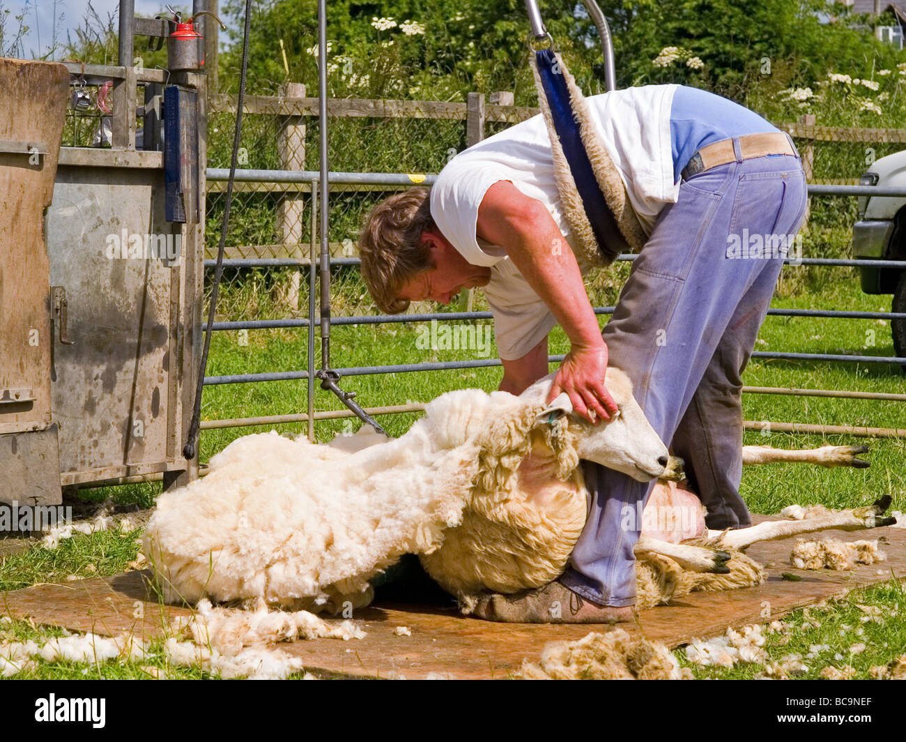 sheep shearing wiltshire england uk Stock Photo