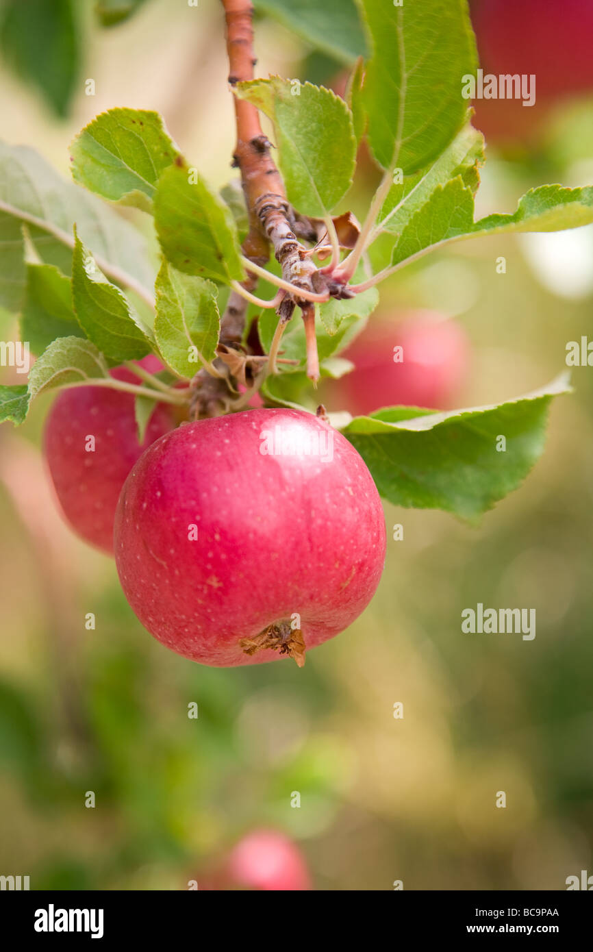 isaac newton apple isaac newton apple