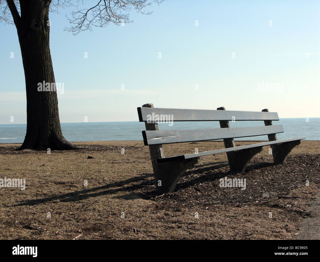 Lake Michigan with tree and bench, Chicago, Illinois Stock Photo