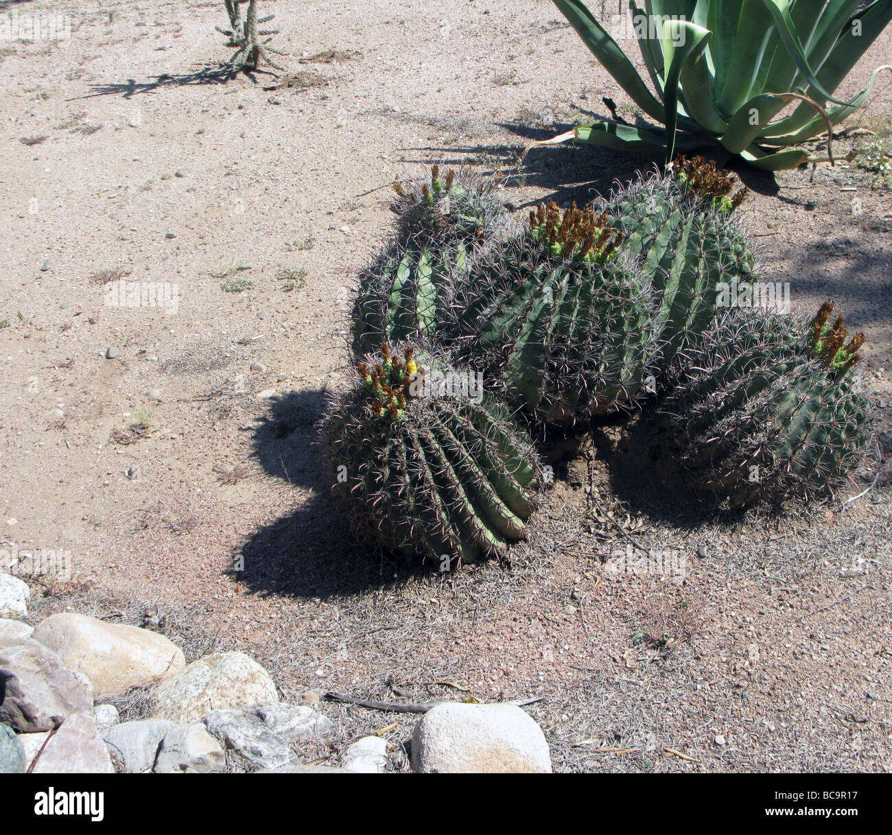 Cluster of cacti in Arizona desert, USA Stock Photo