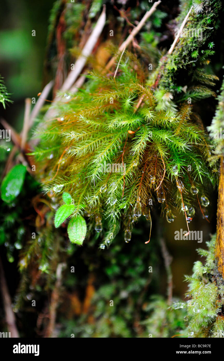 Green moss on a tree bark, Hawaii, USA Stock Photo Alamy