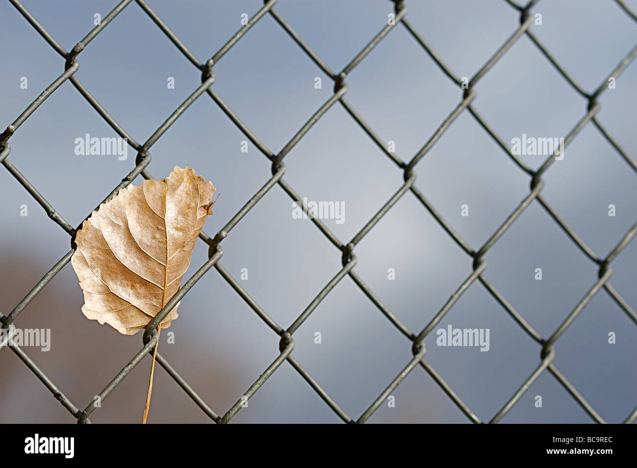 Autumn leaves on trees and fallen to the ground Stock Photo - Alamy