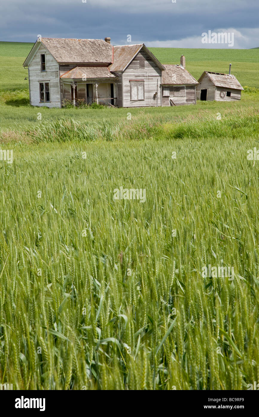 Near Pullman, Washington state, Palouse Country. Abandoned House, New Wheat Field. Stock Photo