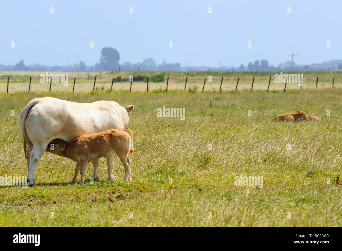 White meat cow with drinking calf Stock Photo