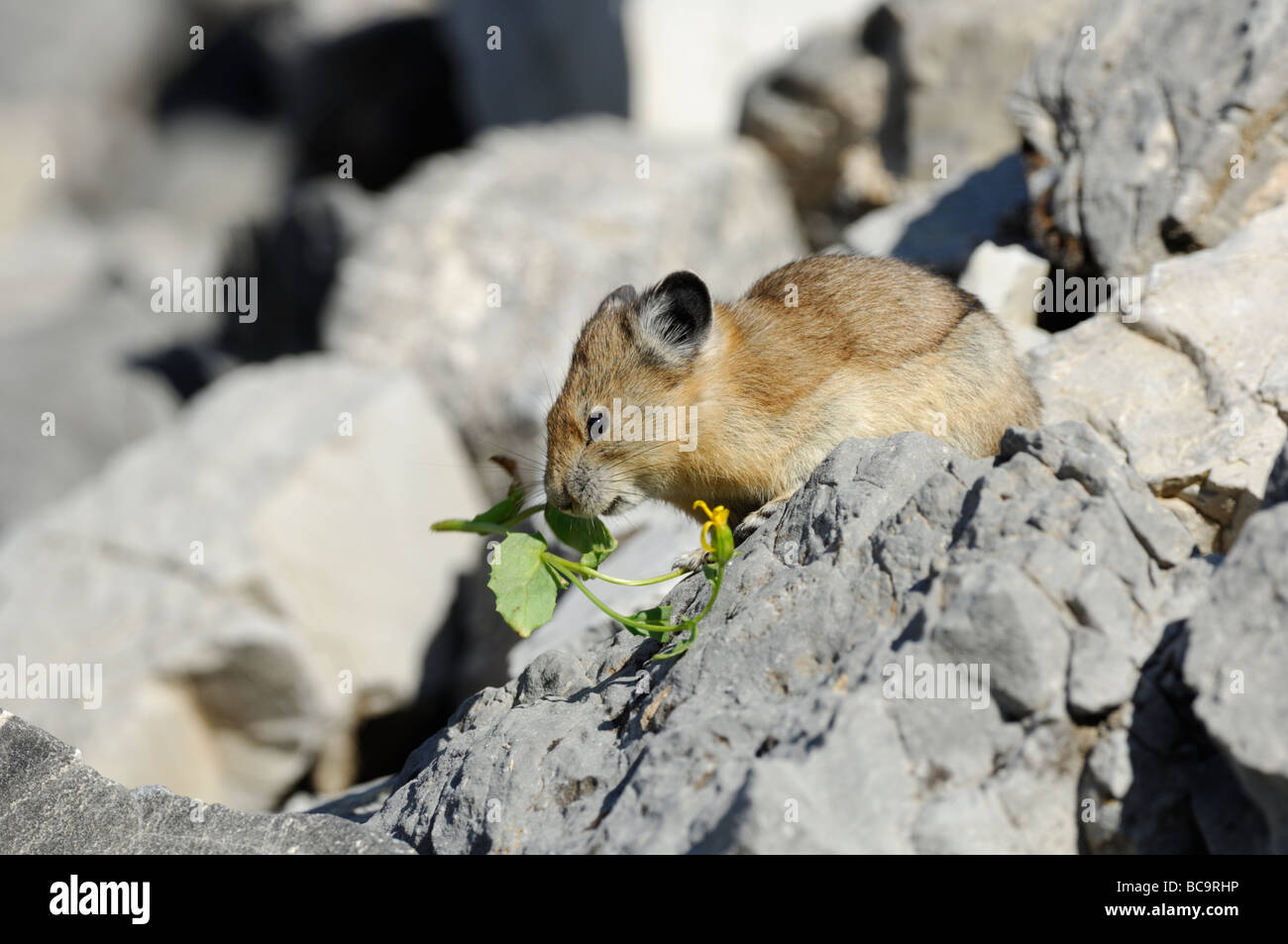 【pika】アメリカンフラワー 7270c754f257c69f5259665a516e70