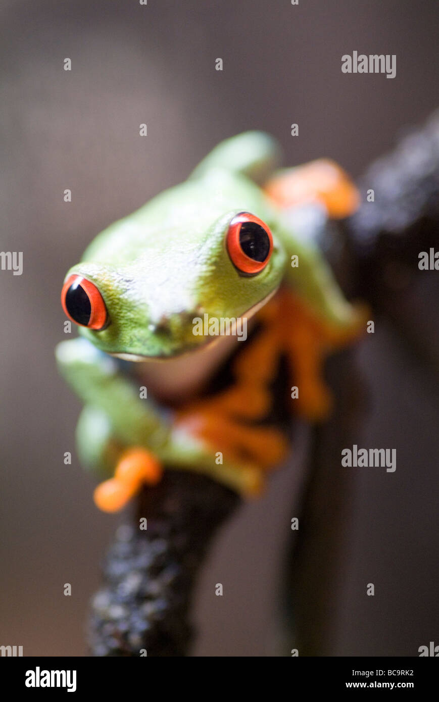 Red eyed leaf frog Agalychnis callidryas Stock Photo